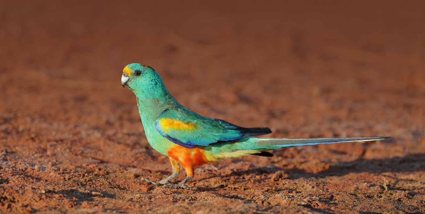 Mulga Parrot (Image ID 37245)