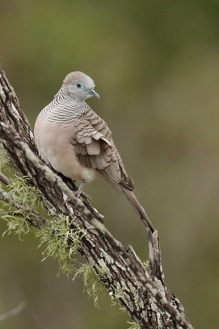 Peaceful Dove (Image ID 37187)