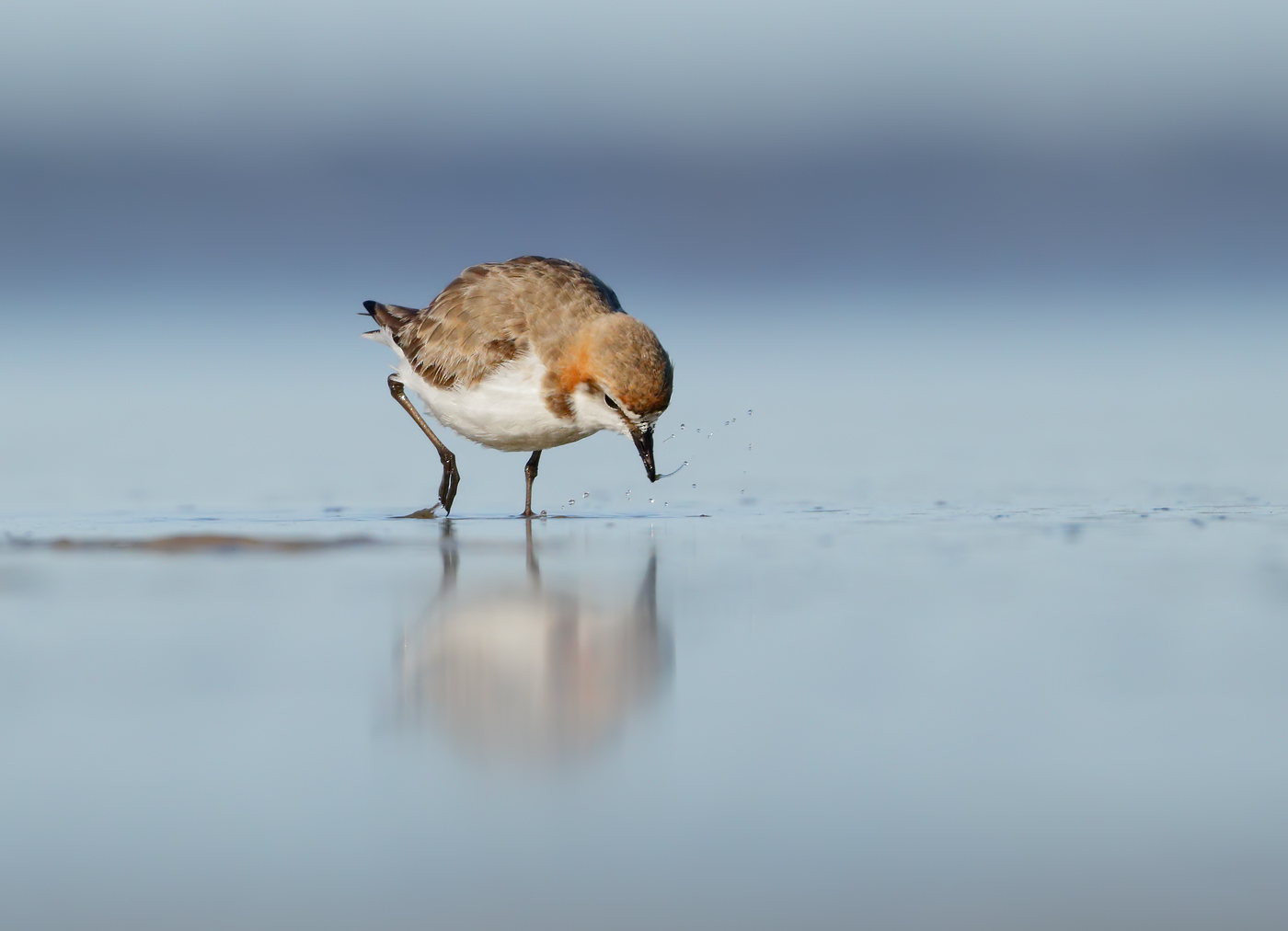 Red-capped Plover (Image ID 37300)