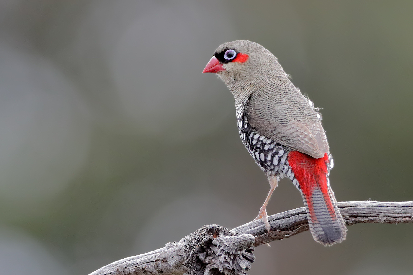 Red-eared Firetail (Image ID 37241)