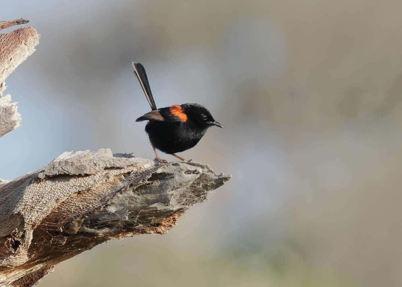 Red-backed Fairy-wren (Image ID 37351)