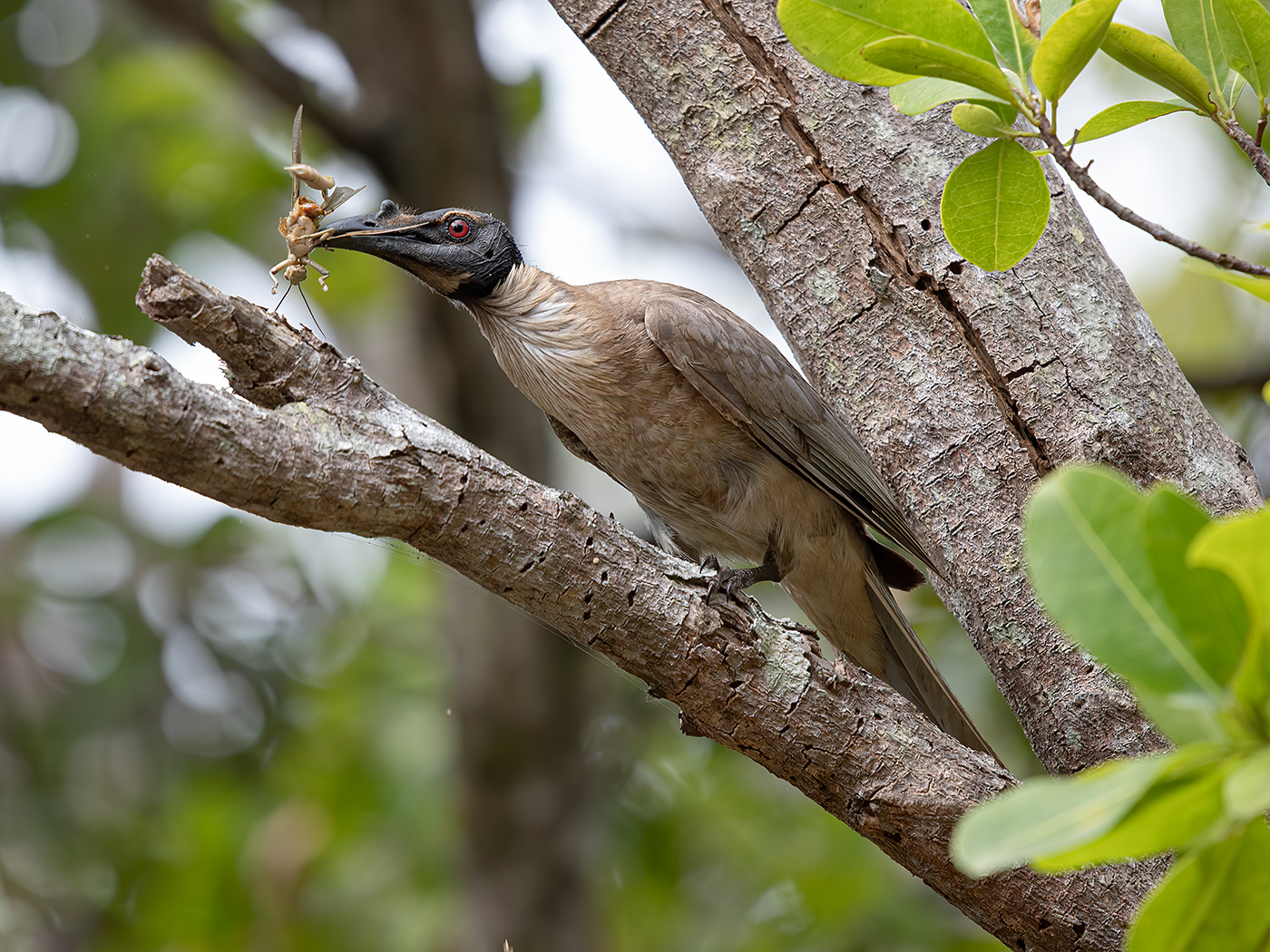 Noisy Friarbird (Image ID 37051)
