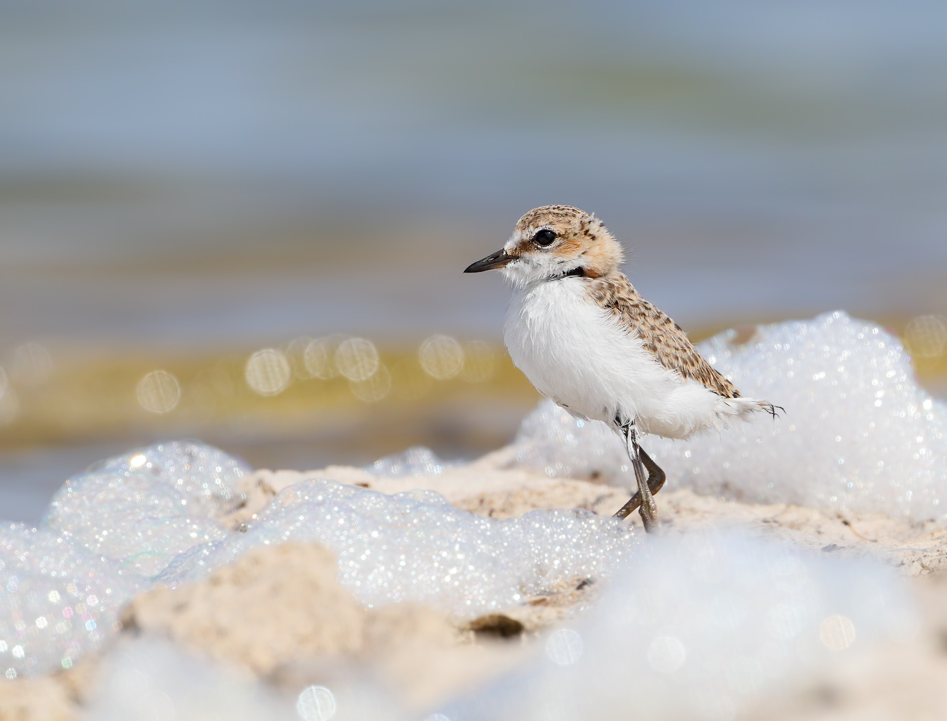 Red-capped Plover (Image ID 37150)