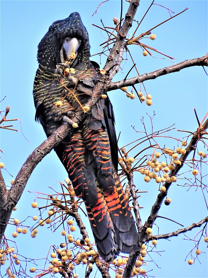 Red-tailed Black-Cockatoo (Image ID 37375)