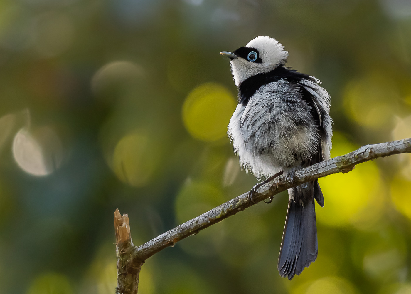 Pied Monarch (Image ID 37238)