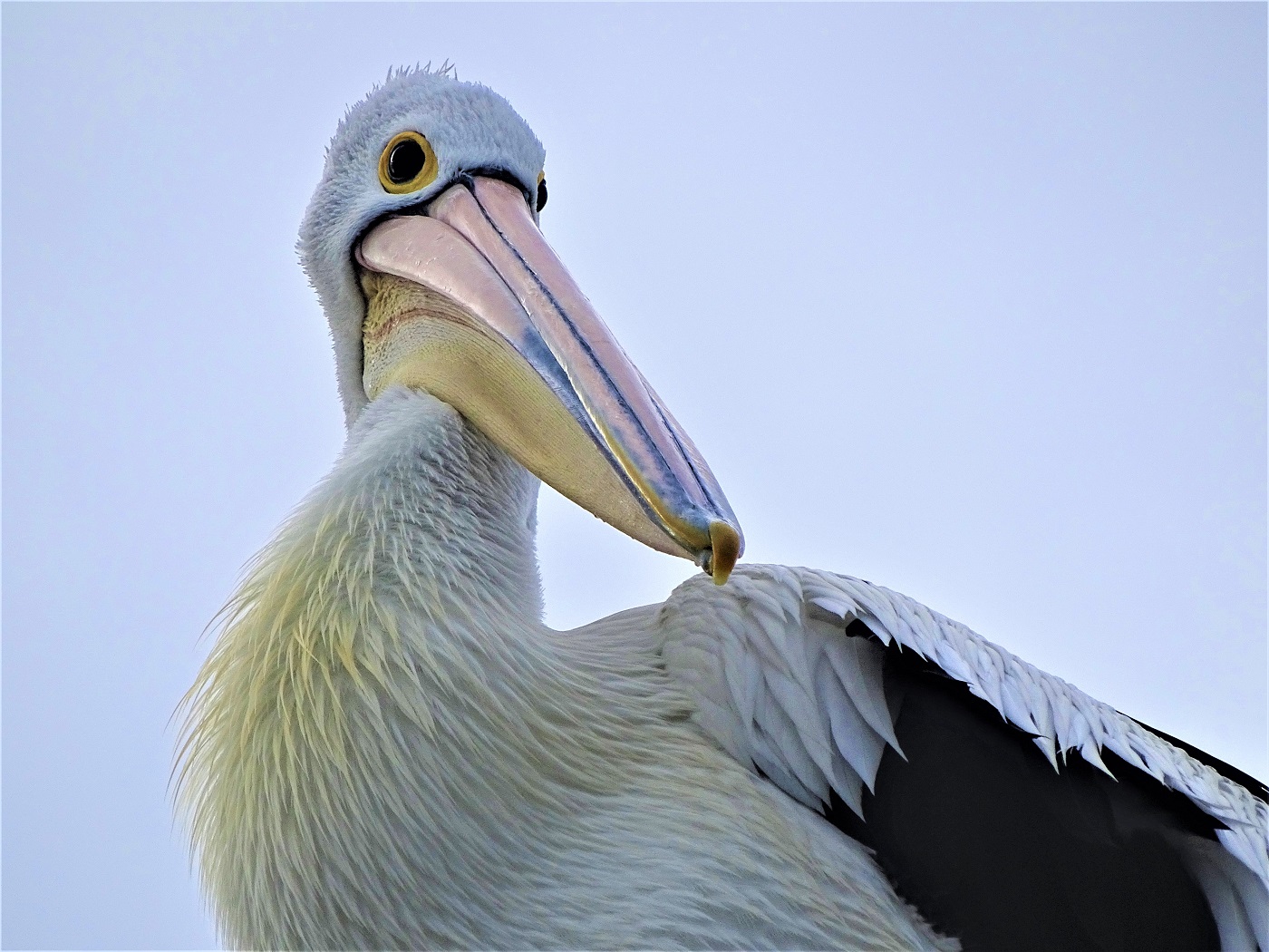 Australian Pelican (Image ID 37374)