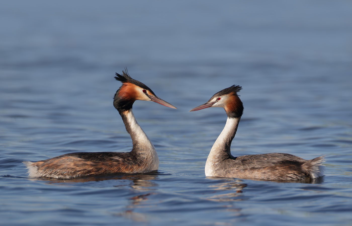 Great Crested Grebe (Image ID 37677)