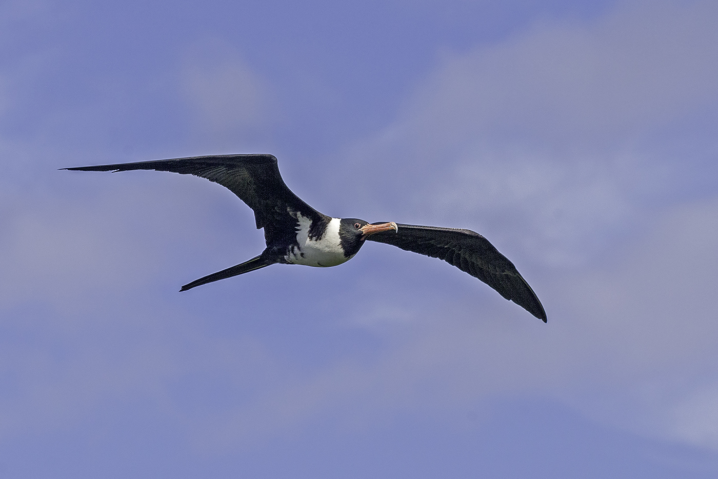 Christmas Island Frigatebird (Image ID 37905)