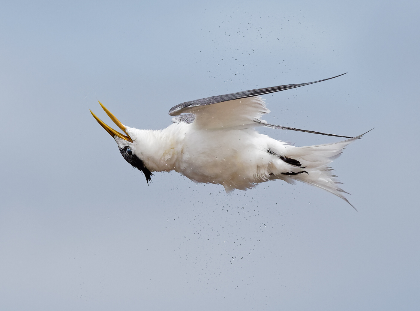 Greater Crested Tern (Image ID 37474)