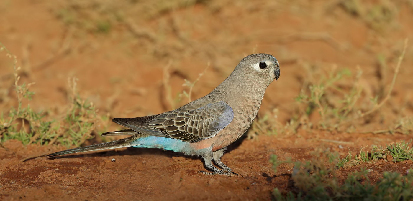 Bourke's Parrot (Image ID 37630)