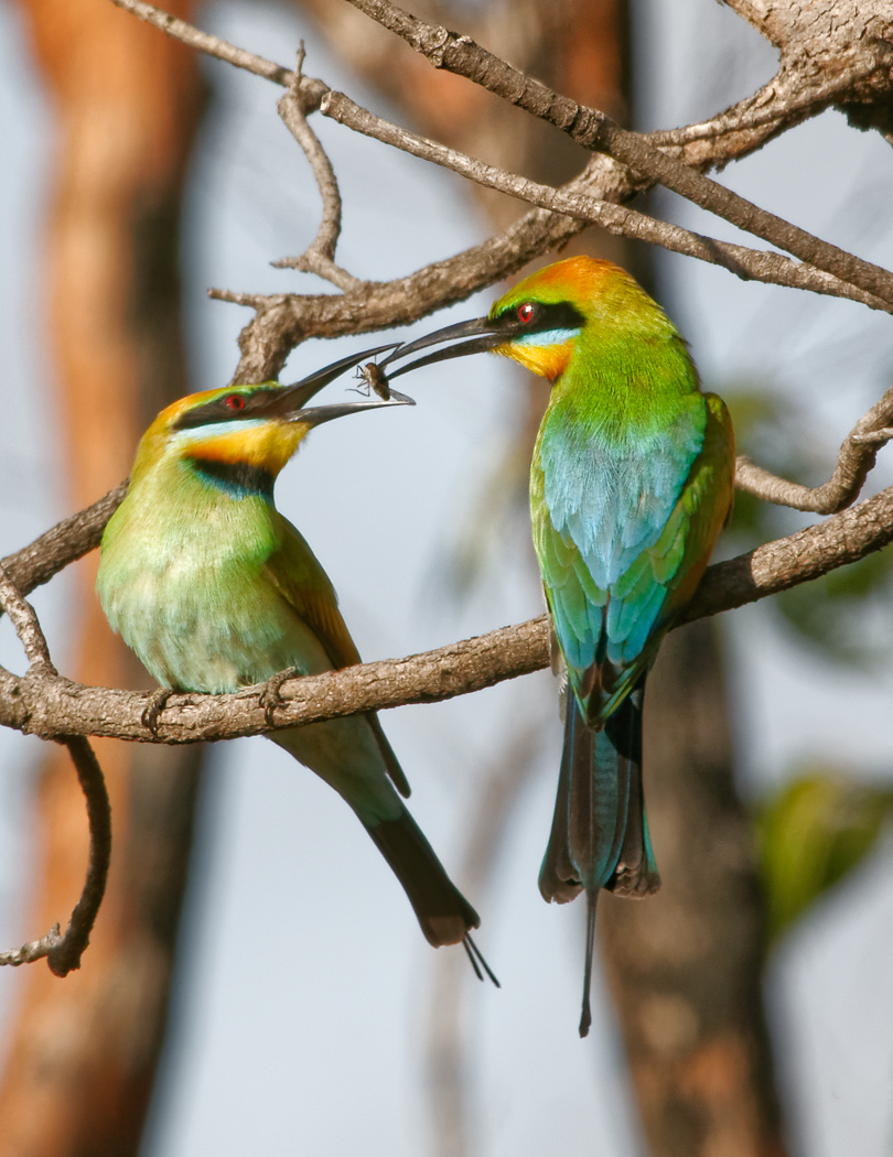 Rainbow Bee-eater (Image ID 37538)