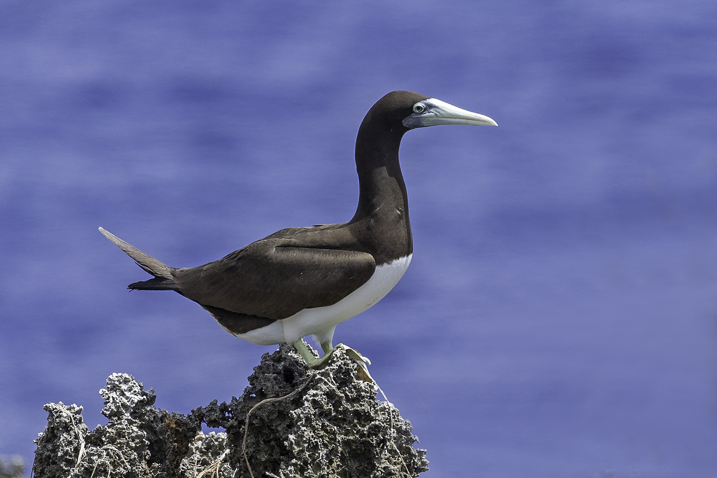 Brown Booby (Image ID 37754)