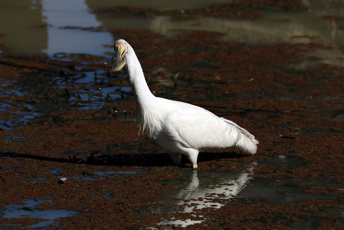 Yellow-billed Spoonbill (Image ID 37613)
