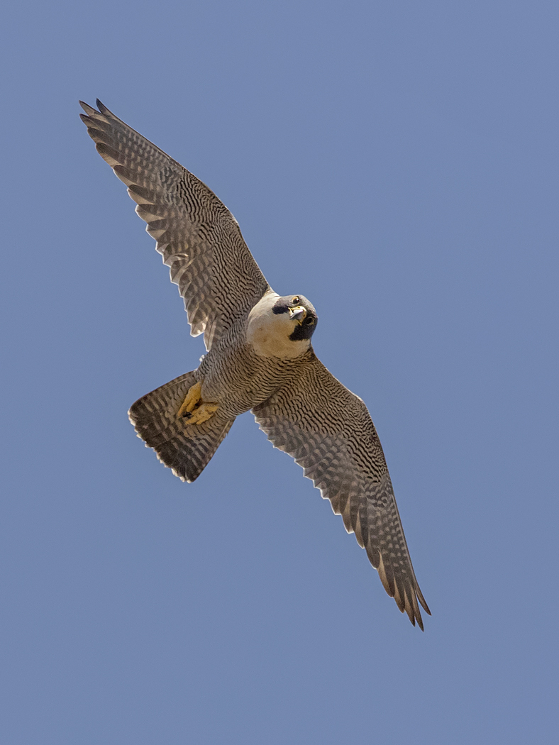Peregrine Falcon (Image ID 37758)
