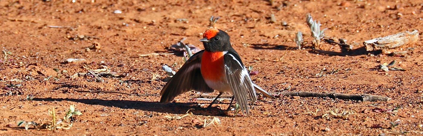 Red-capped Robin (Image ID 37483)