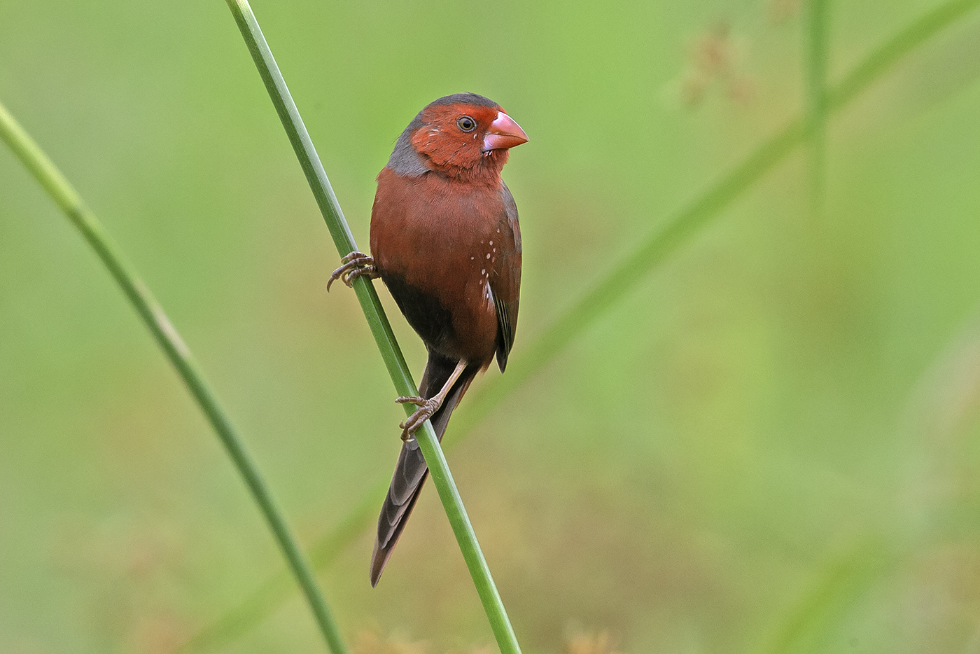 Black-bellied Crimson Finch (Image ID 37822)