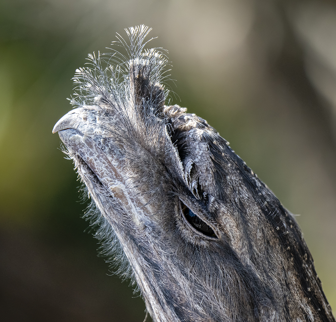 Tawny Frogmouth (Image ID 37808)