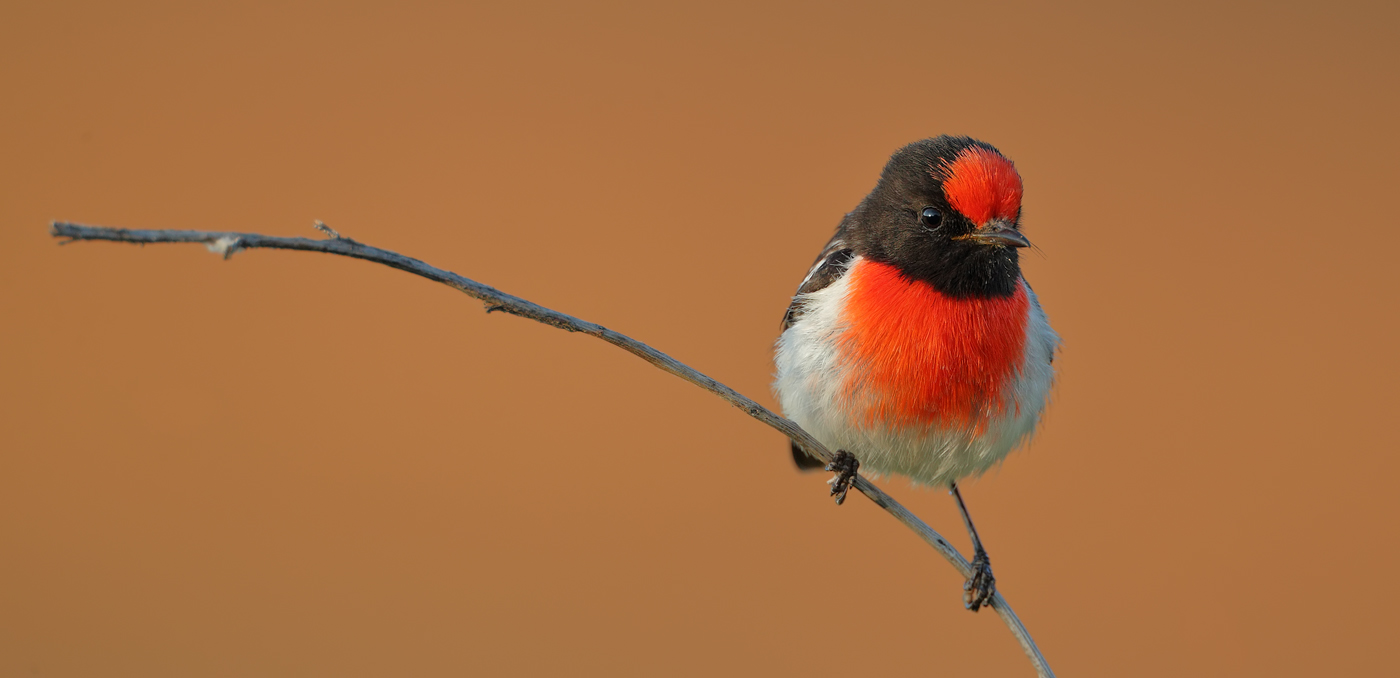 Red-capped Robin (Image ID 37551)