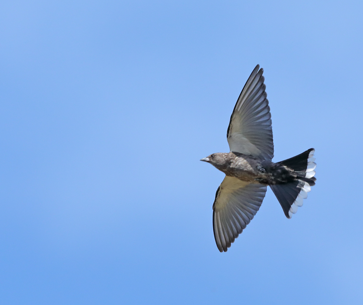 Dusky Woodswallow (Image ID 37680)