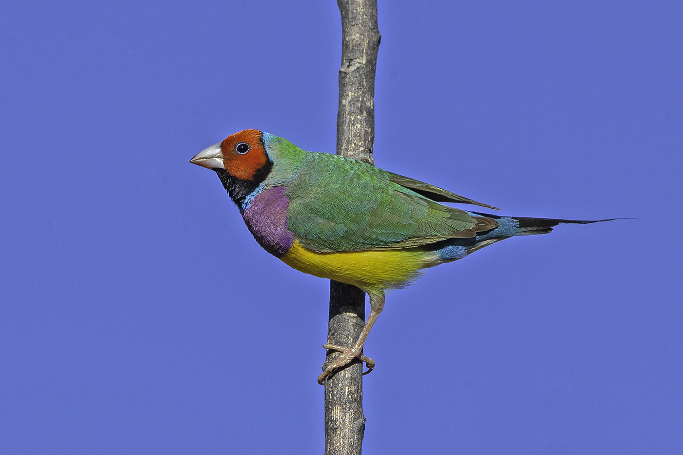 Gouldian Finch (Image ID 37843)