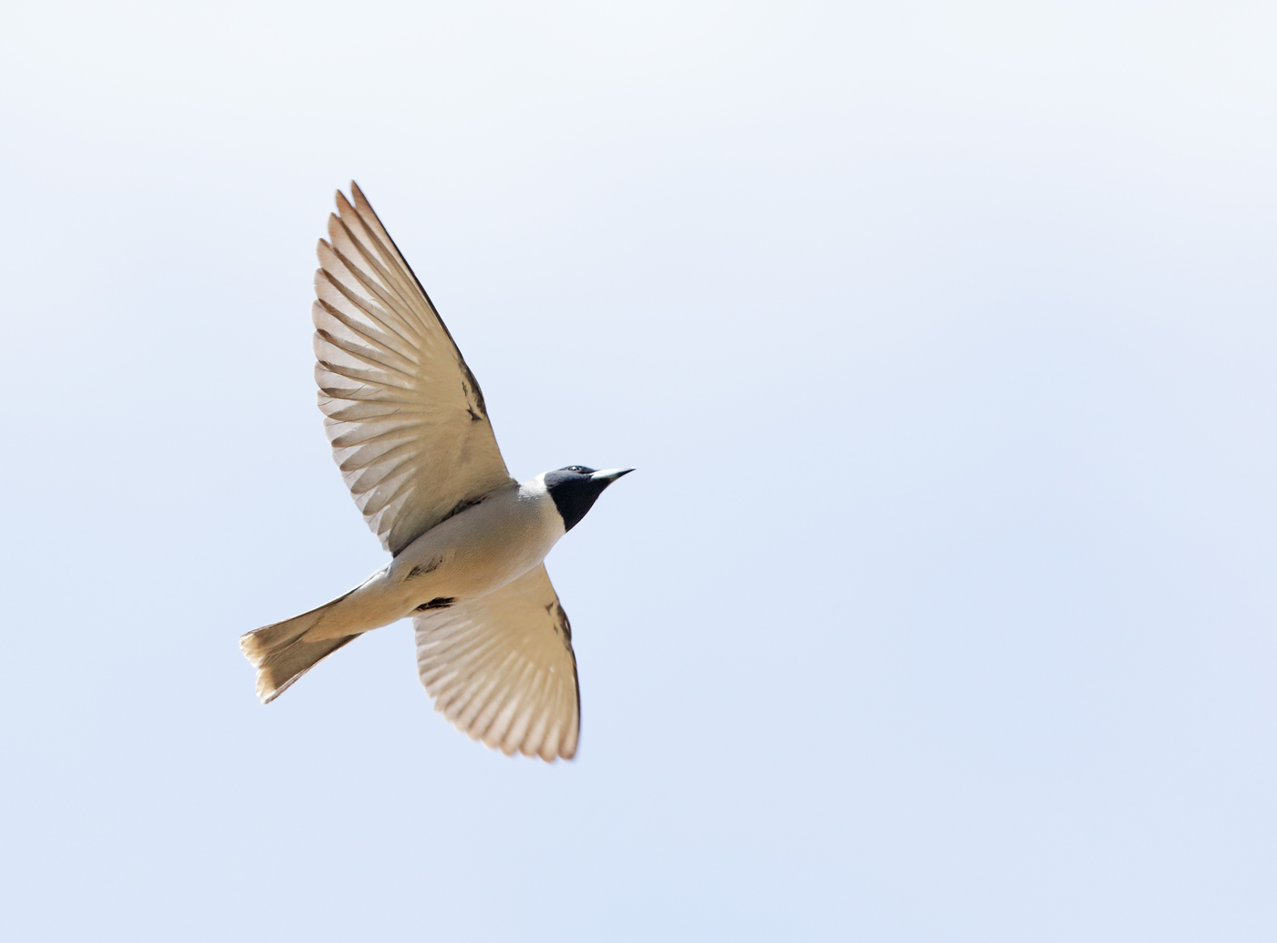 Masked Woodswallow (Image ID 37722)