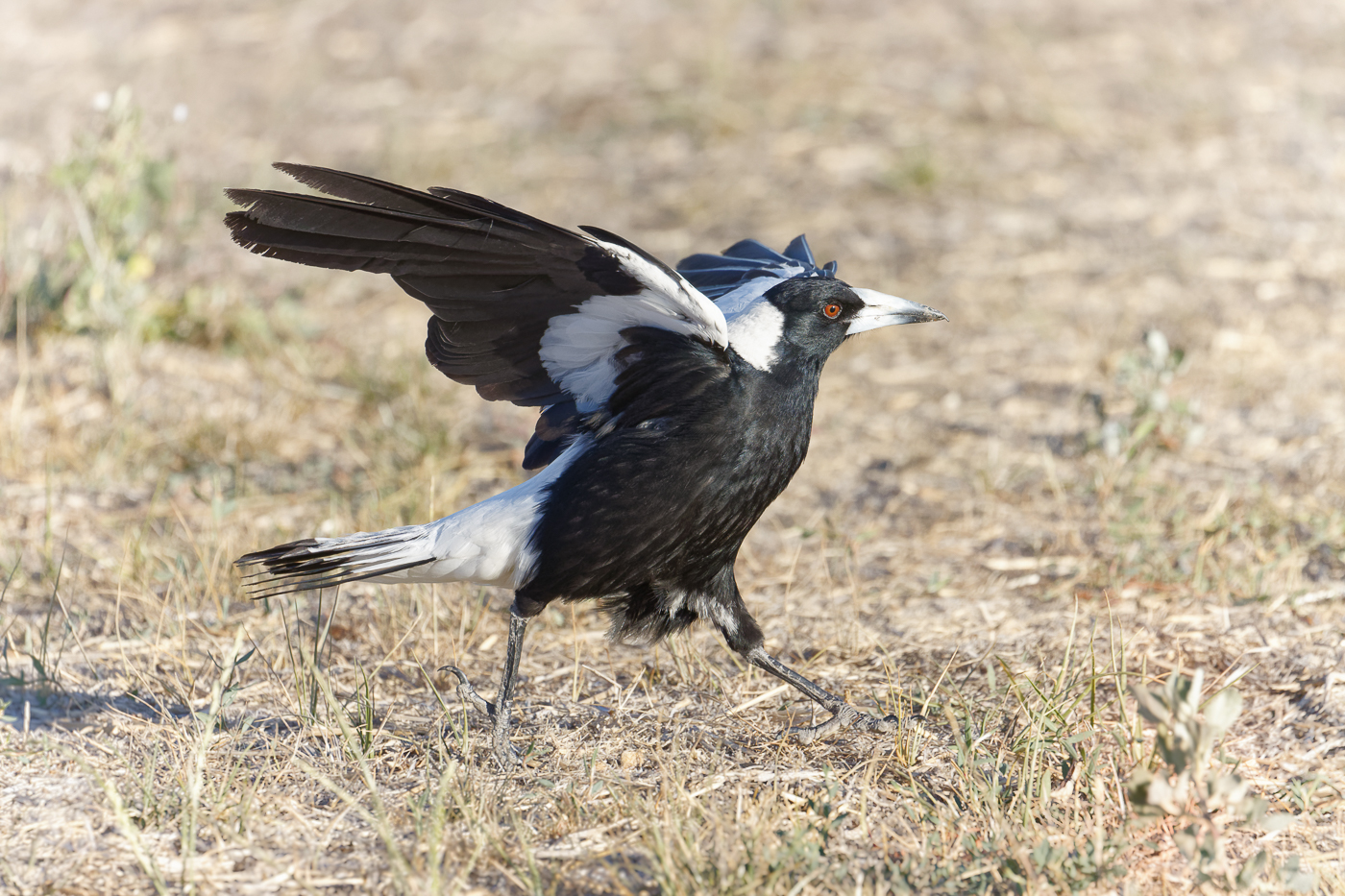 Australian Magpie (Image ID 37638)