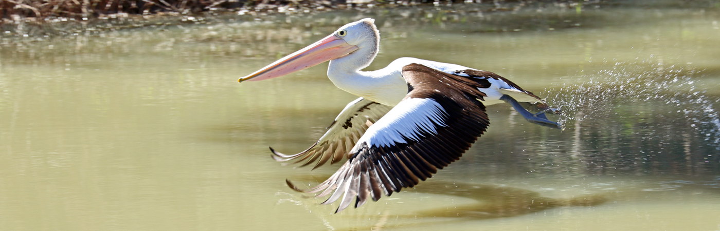 Australian Pelican (Image ID 37458)
