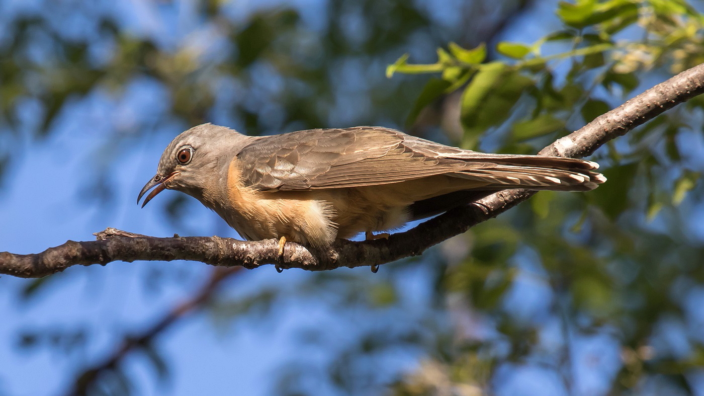 Brush Cuckoo (Image ID 37557)