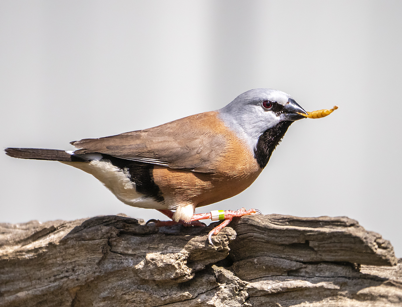 Black-throated Finch (Image ID 37742)