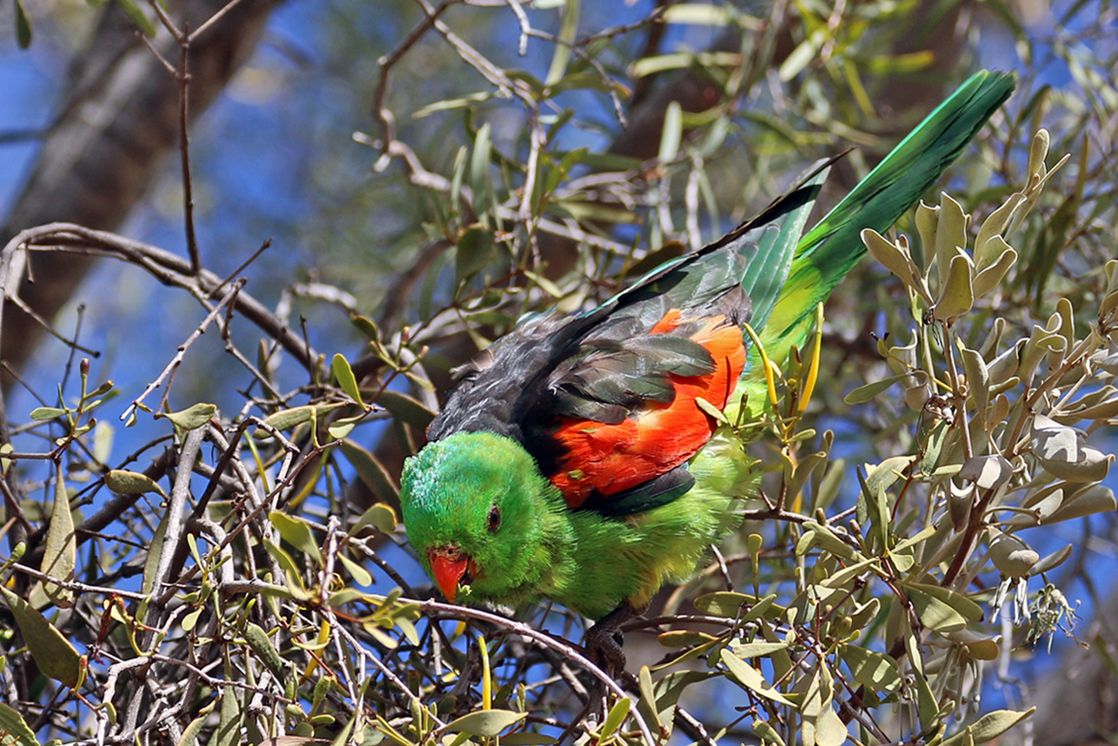 Red-winged Parrot (Image ID 37484)