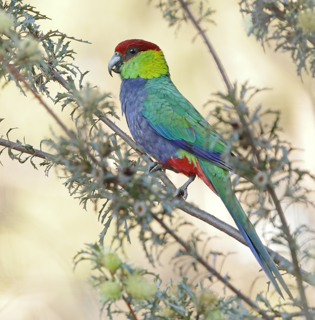 Red-capped Parrot (Image ID 37523)