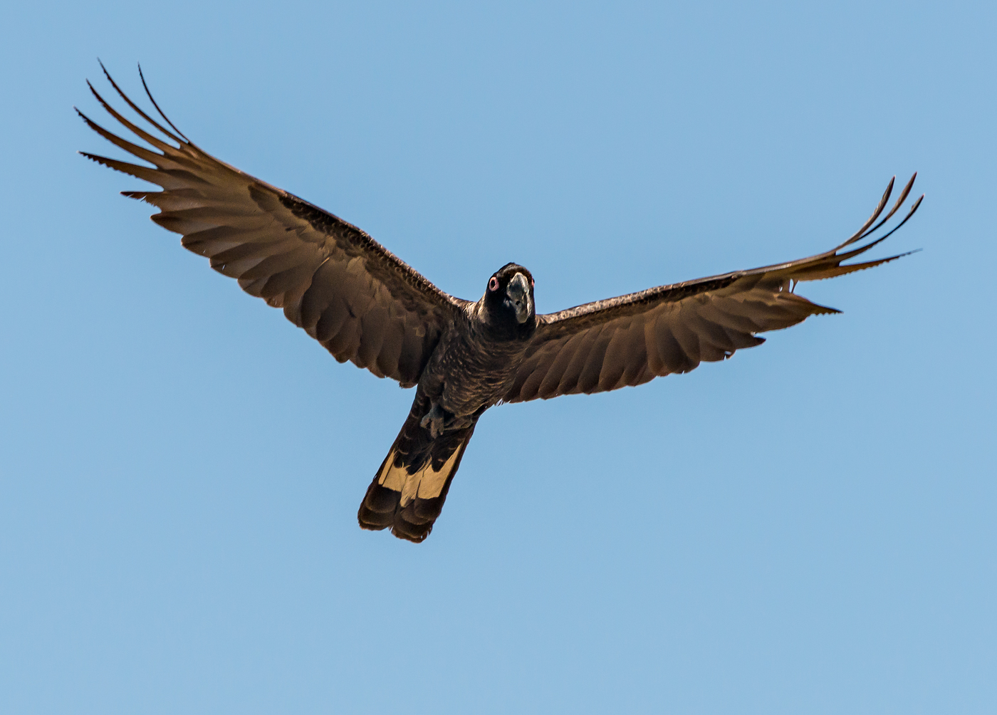 Baudin's Black-Cockatoo (Image ID 37539)