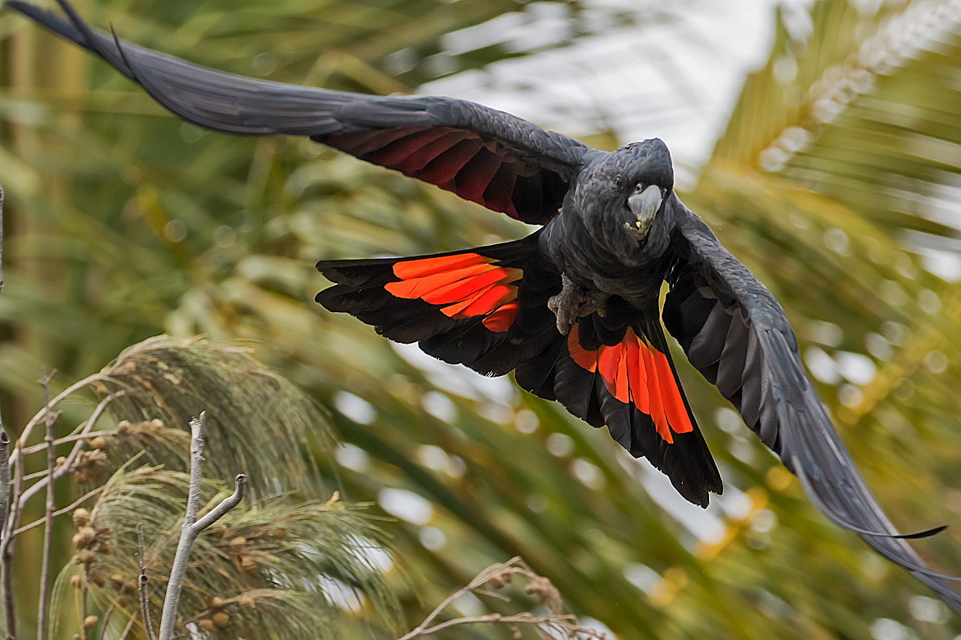 Red-tailed Black-Cockatoo (Image ID 38508)