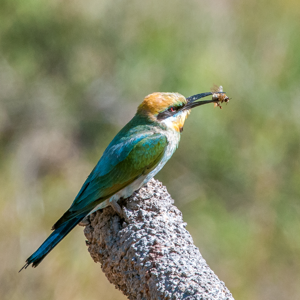 Rainbow Bee-eater (Image ID 38096)