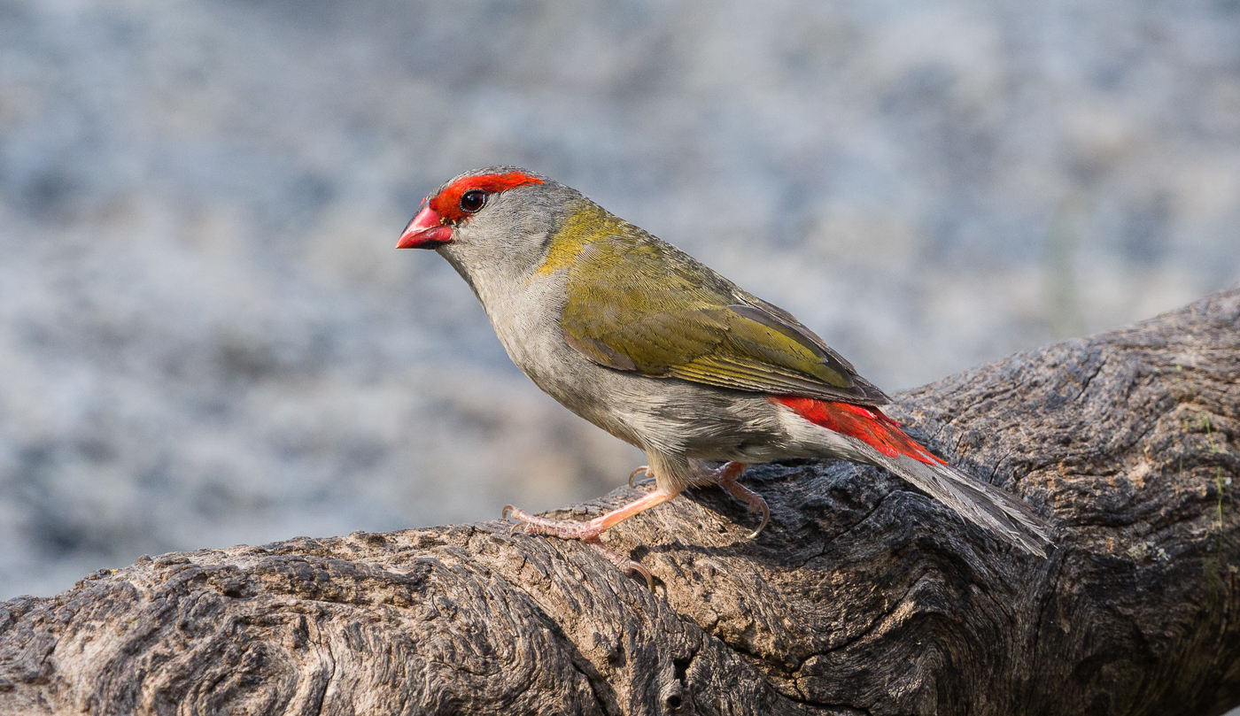 Red-browed Finch (Image ID 37986)