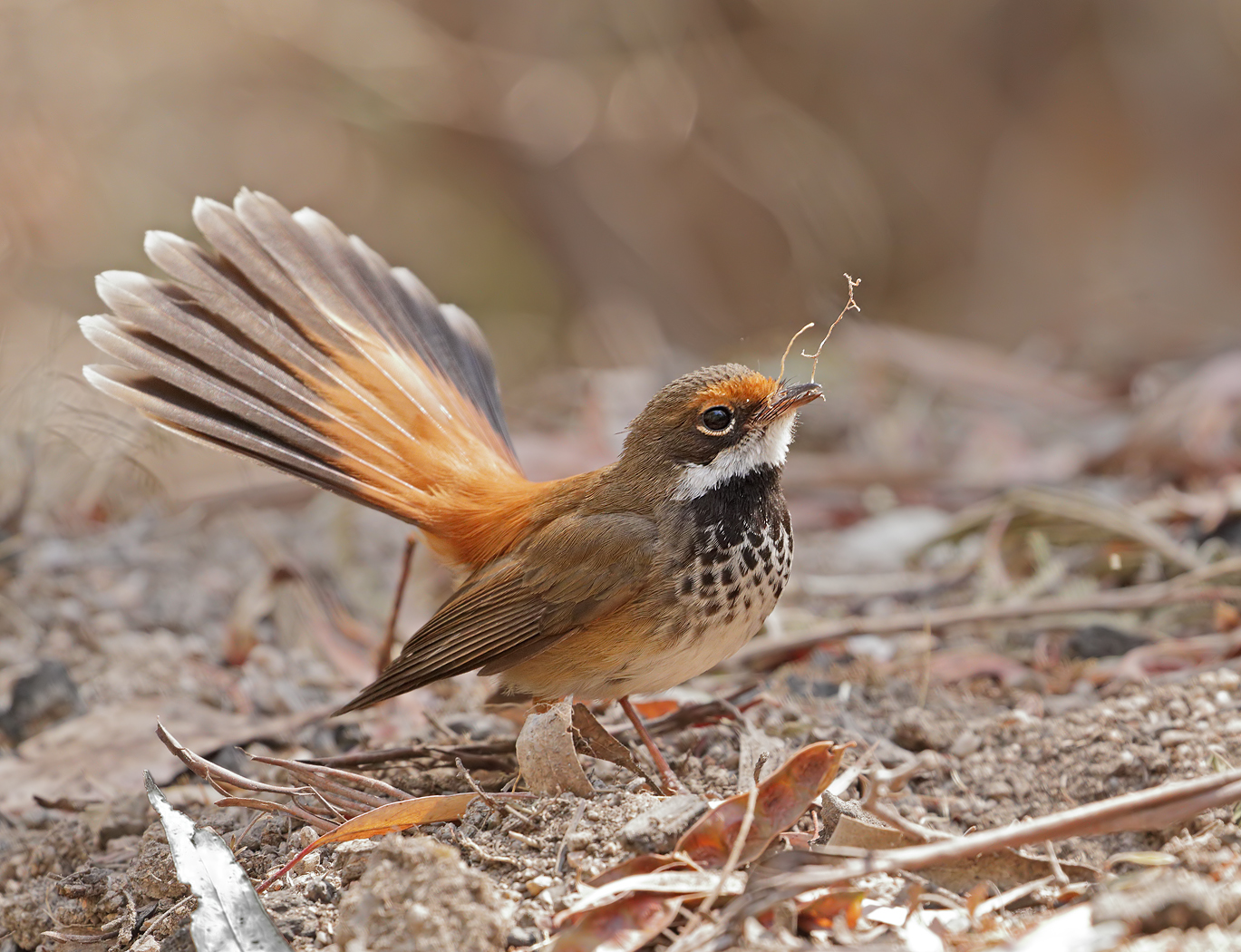 Rufous Fantail (Image ID 38014)