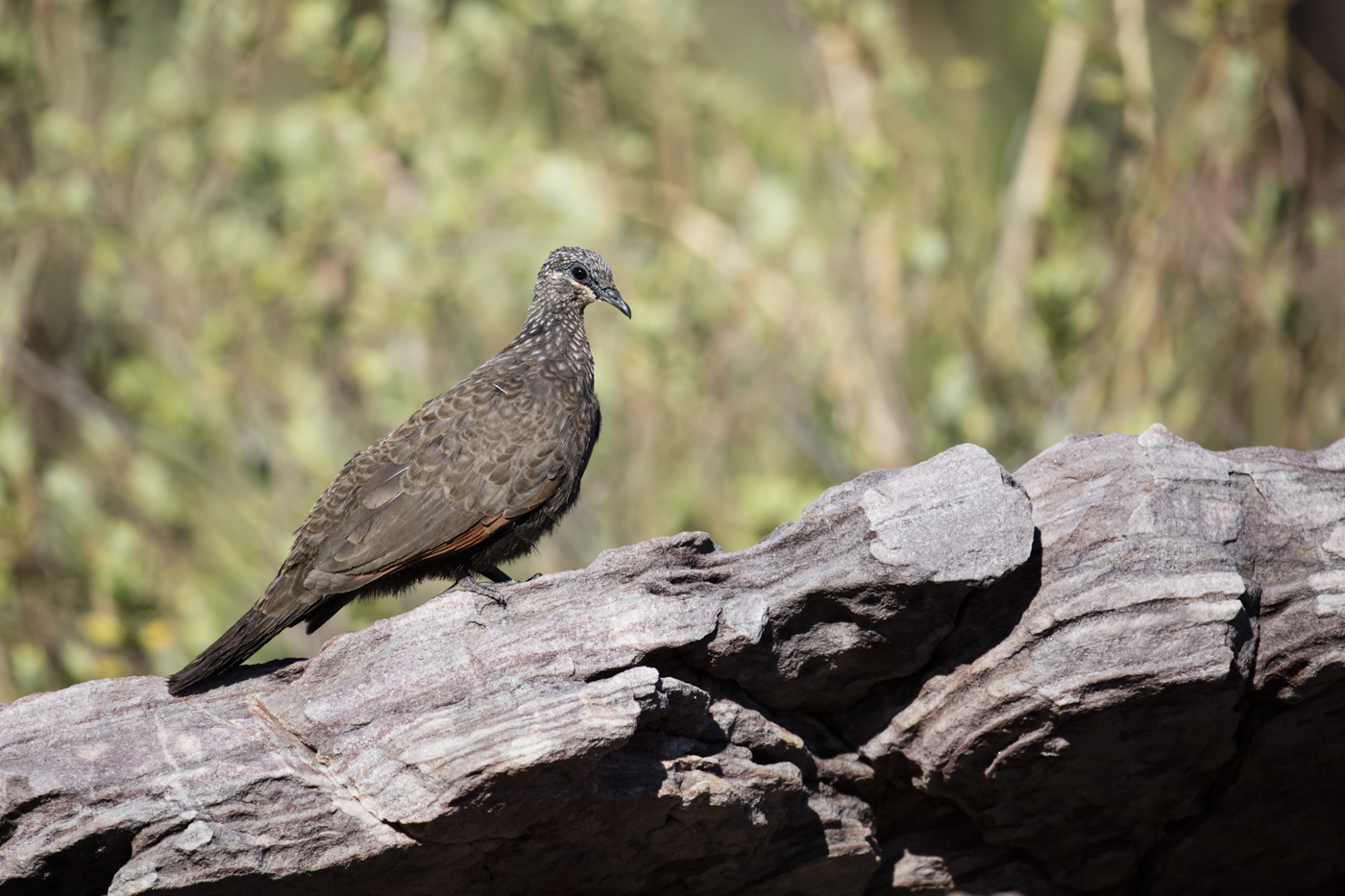 Chestnut-quilled Rock-Pigeon (Image ID 38535)