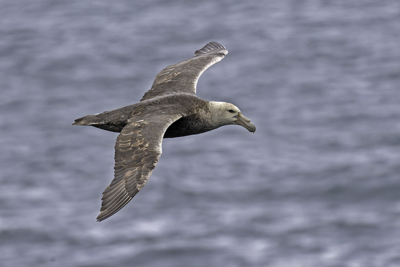 Southern Giant-Petrel (Image ID 37924)