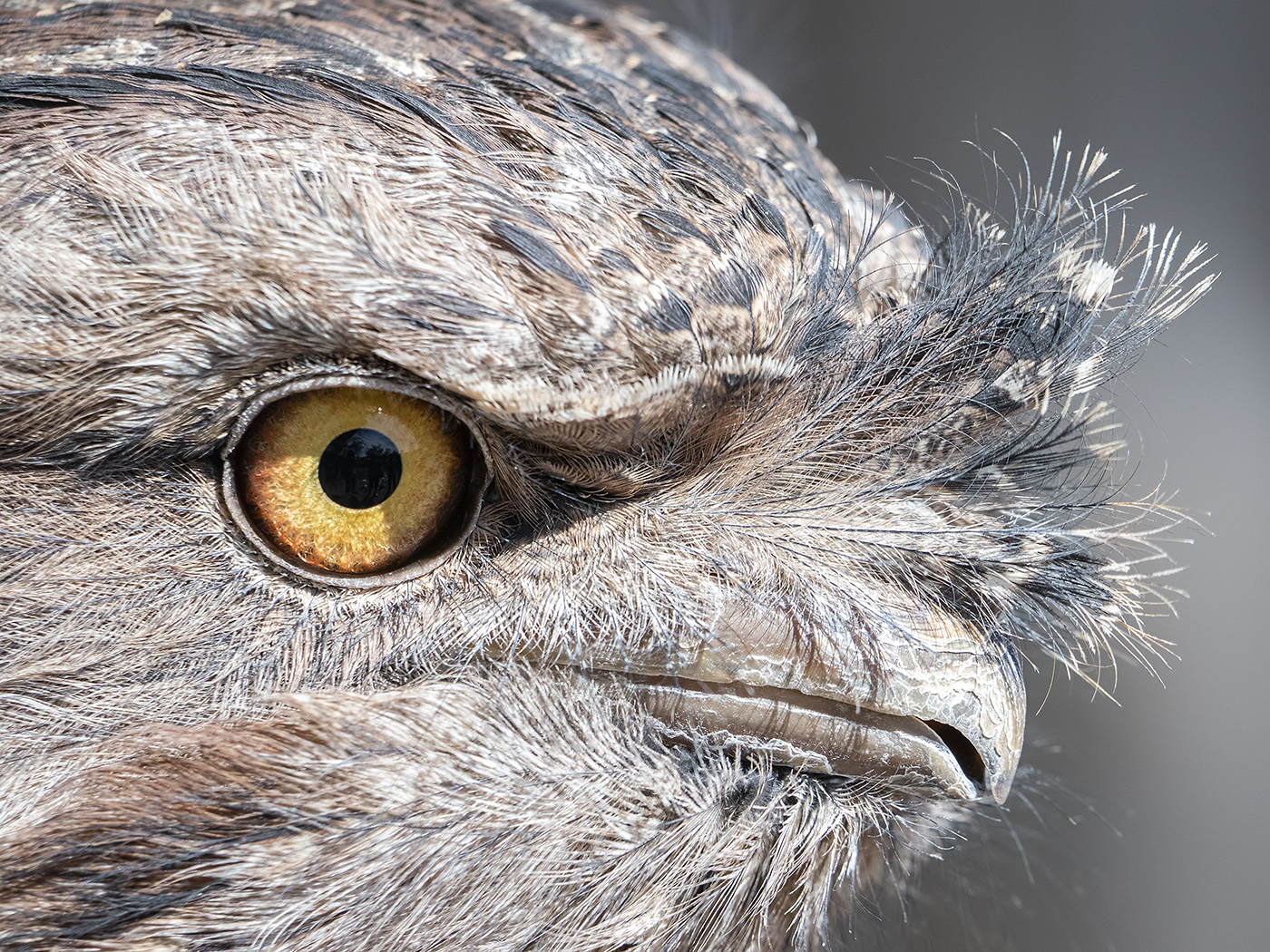 Tawny Frogmouth (Image ID 38188)