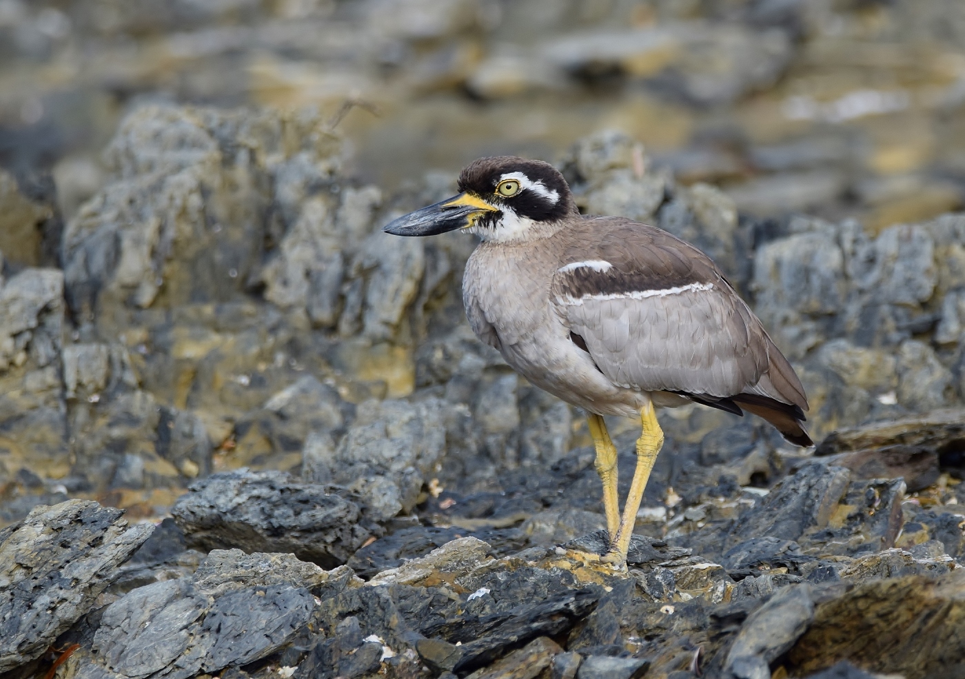 Beach Stone-curlew (Image ID 38233)