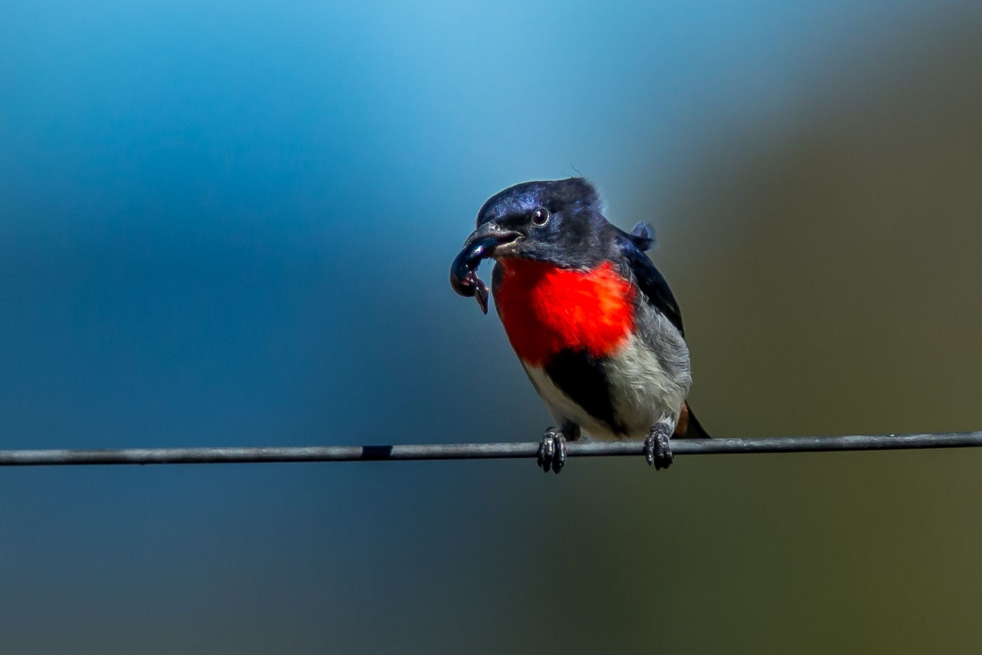 Mistletoebird (Image ID 38541)