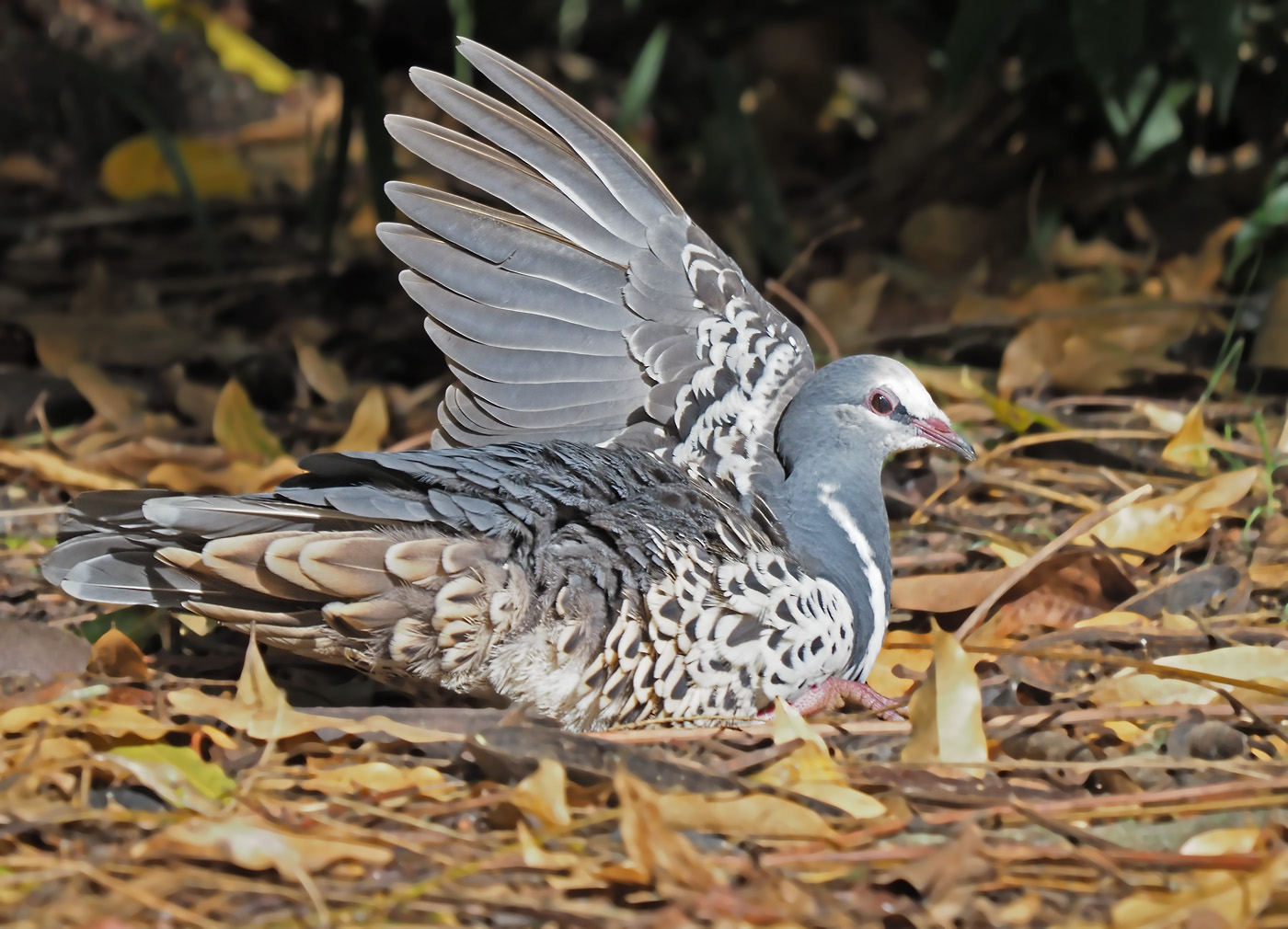 Wonga Pigeon (Image ID 38224)