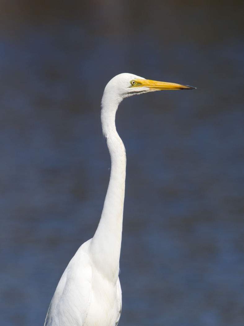 Great Egret (Image ID 38527)
