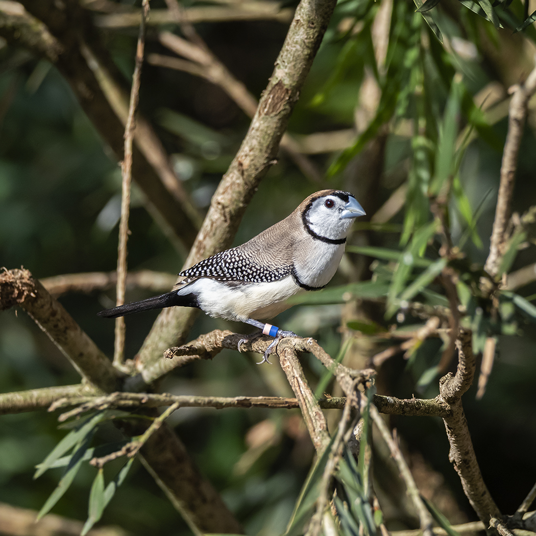 Double-barred Finch (Image ID 38450)
