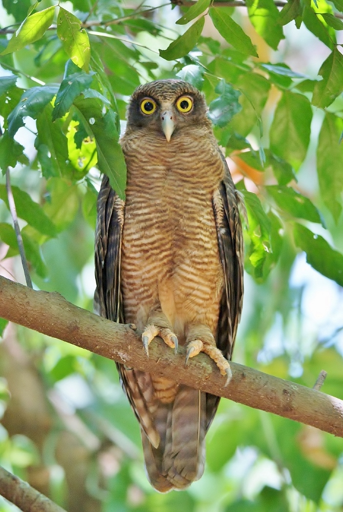 Rufous Owl (Image ID 38002)