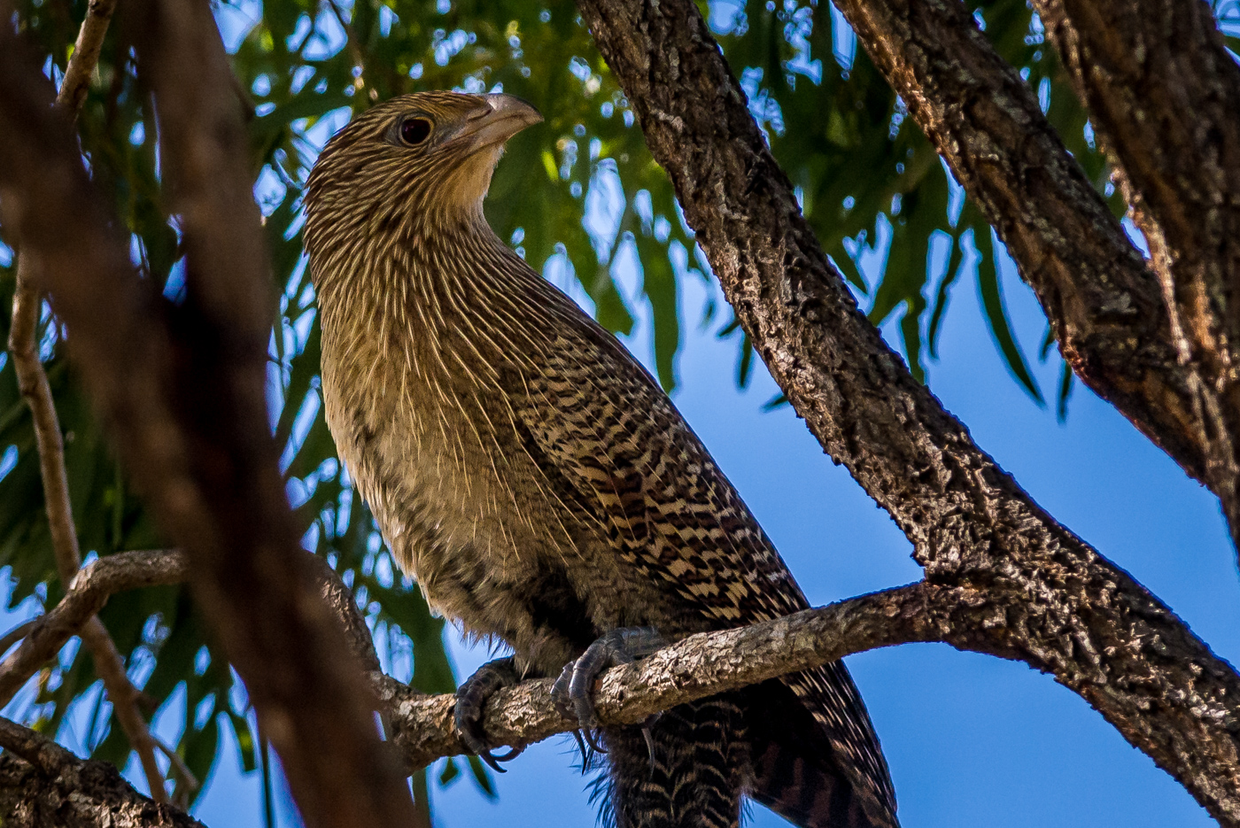 Pheasant Coucal (Image ID 38542)