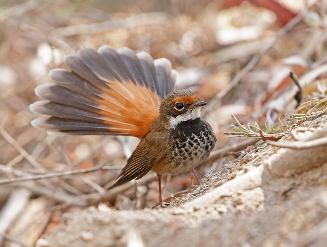 Rufous Fantail* (Image ID 38013)