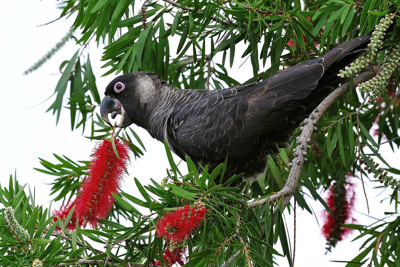 Baudin's Black-Cockatoo (Image ID 38216)