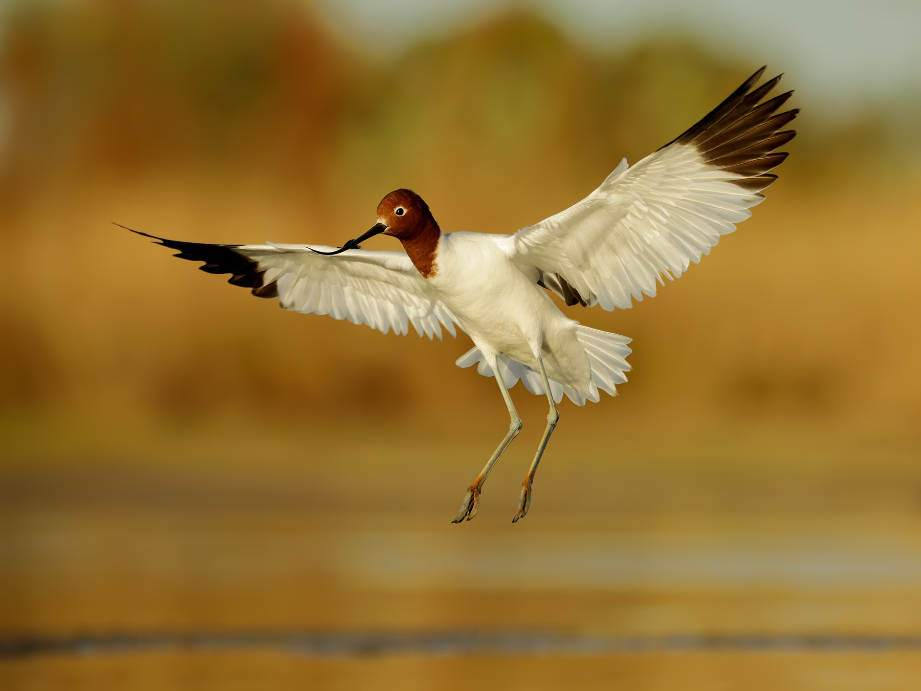 Red-necked Avocet (Image ID 38281)