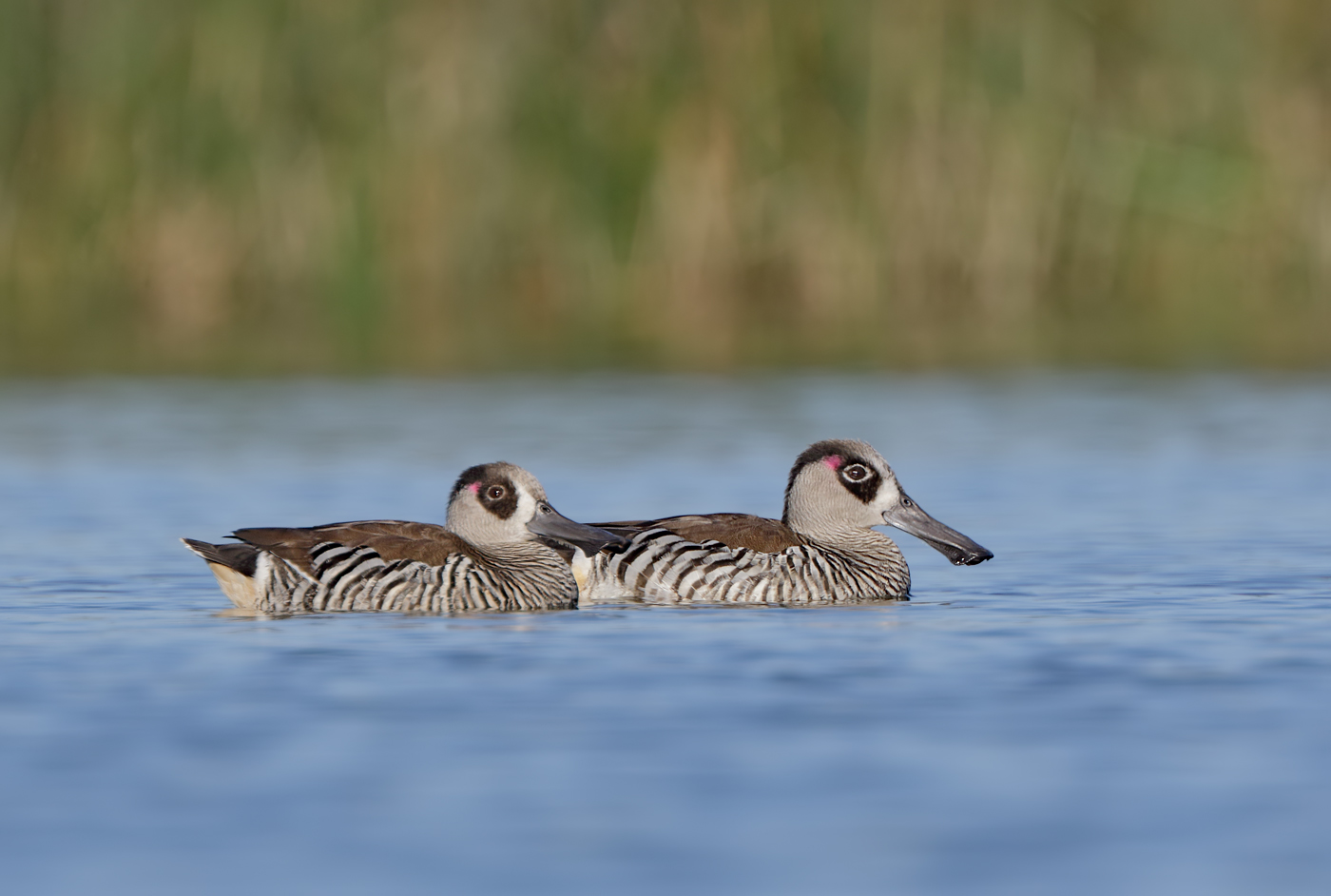 Pink-eared Duck (Image ID 37952)